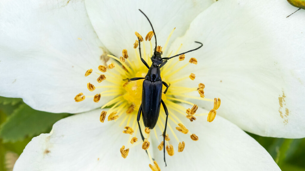 Cerambycidae Stenurella nigra