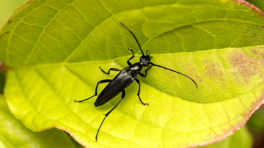 Cerambycidae Stenurella nigra