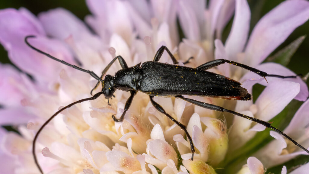 Cerambycidae Stenurella nigra