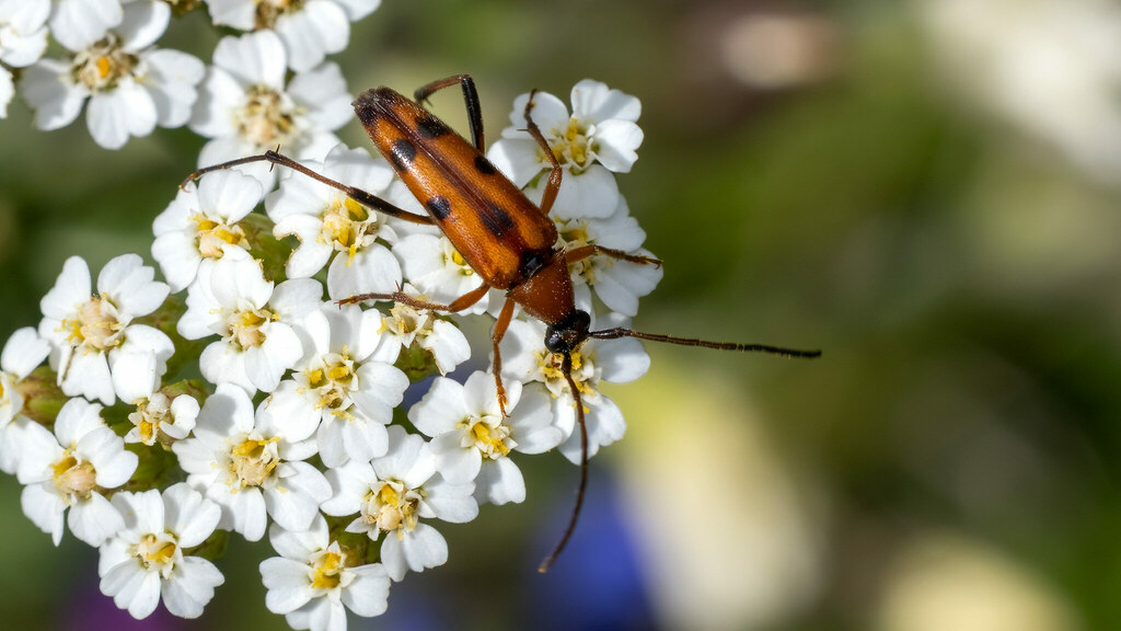 Cerambycidae Stenurella septempunctata