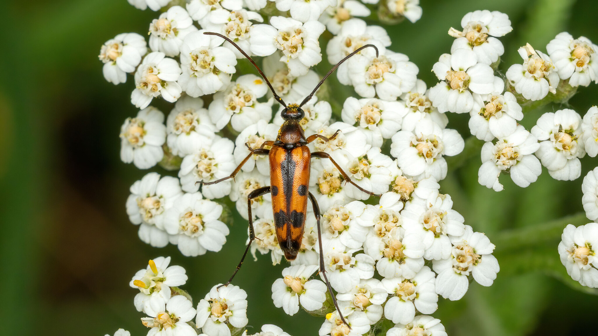 Cerambycidae Stenurella septempunctata