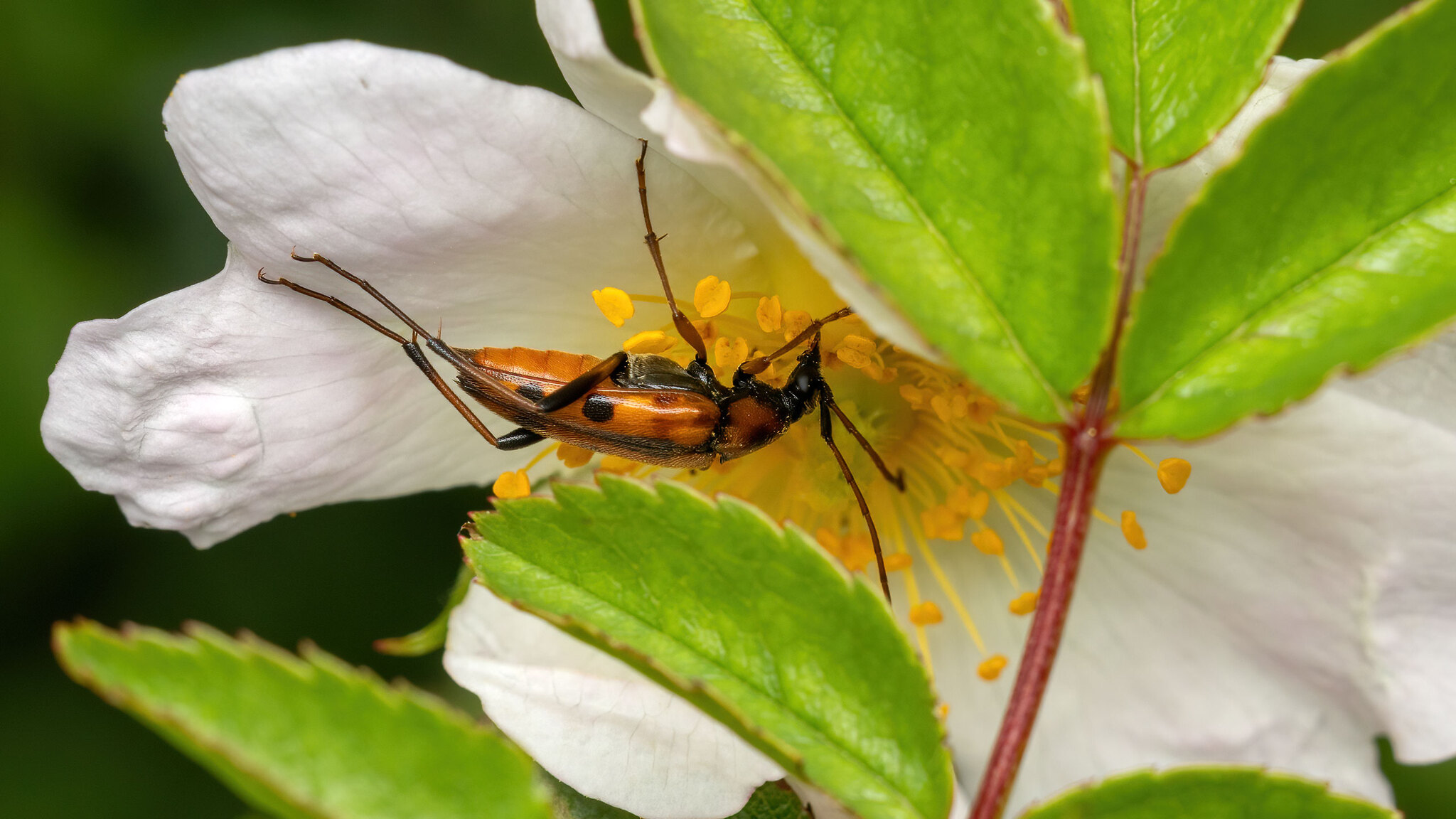 Cerambycidae Stenurella septempunctata