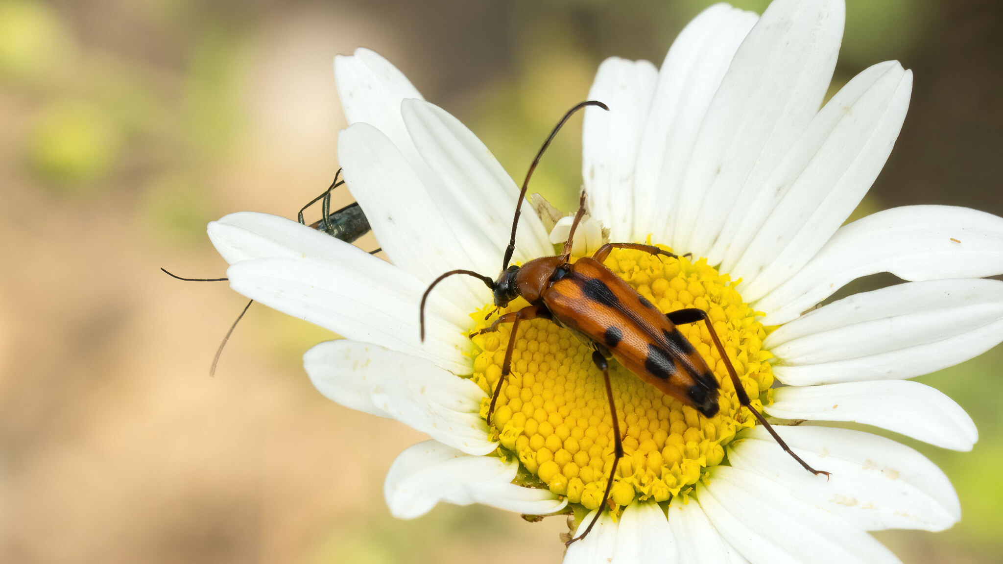 Cerambycidae Stenurella septempunctata