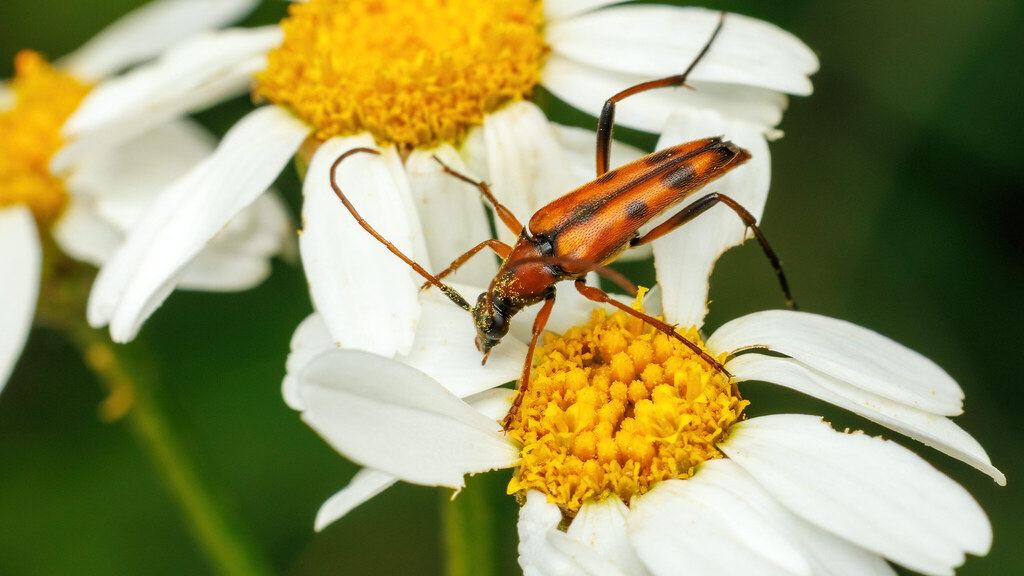 Cerambycidae Stenurella septempunctata