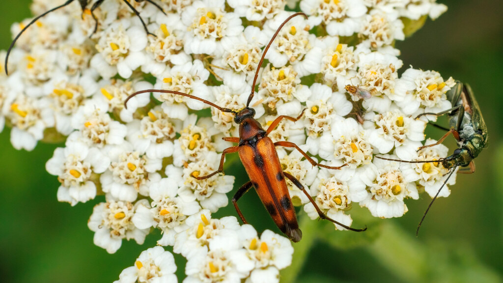 Cerambycidae Stenurella septempunctata