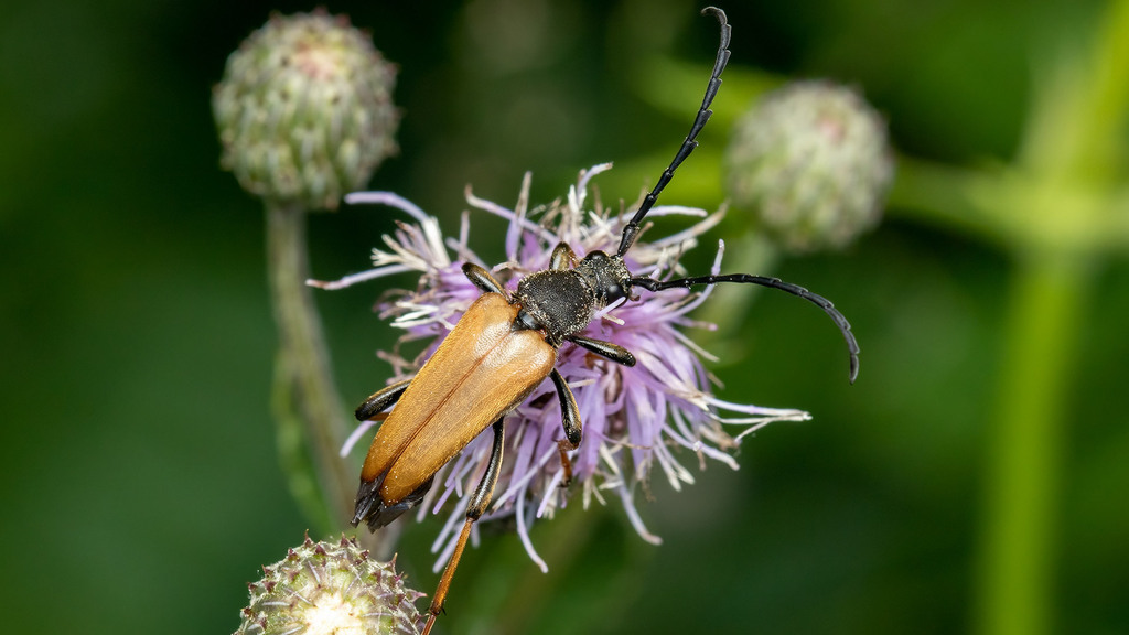 Cerambycidae Stictoleptura rubra