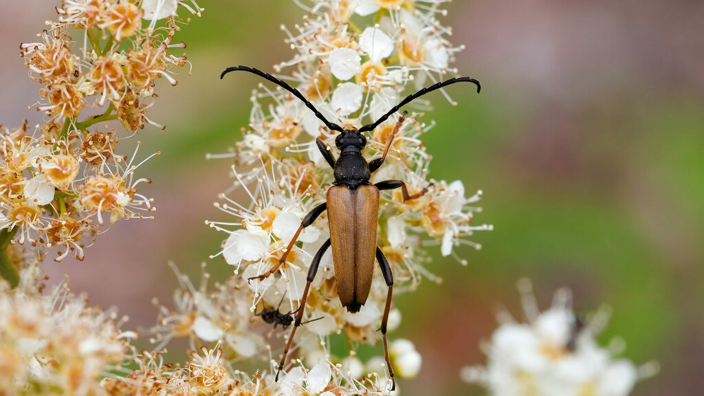 Cerambycidae Stictoleptura rubra