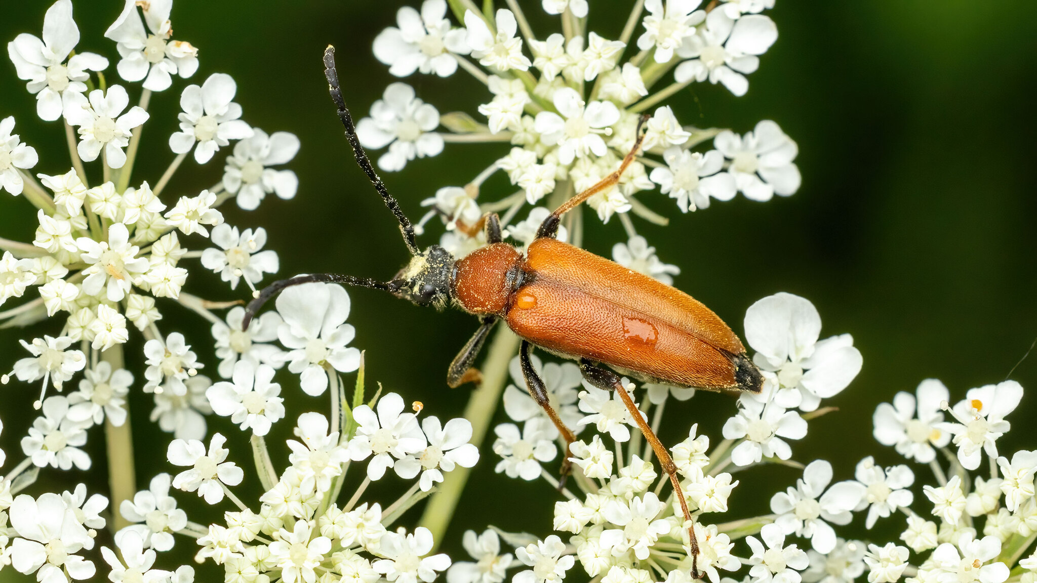 Cerambycidae Stictoleptura rubra