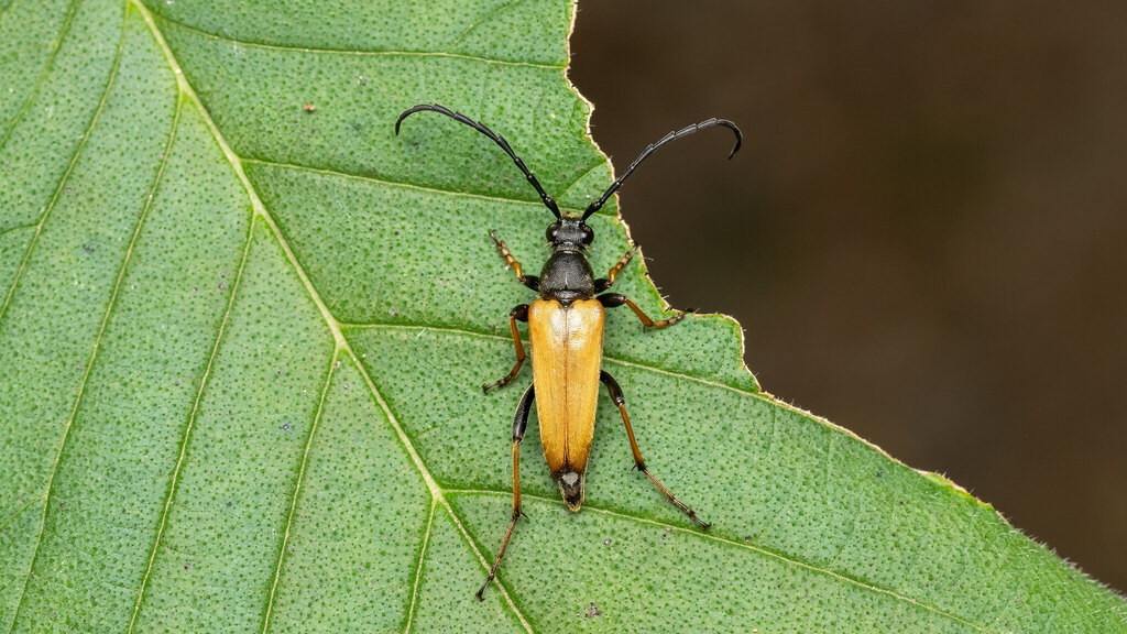 Cerambycidae Stictoleptura rubra