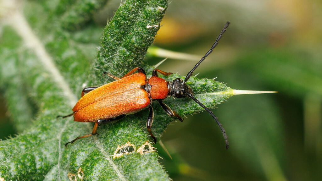 Cerambycidae Stictoleptura rubra