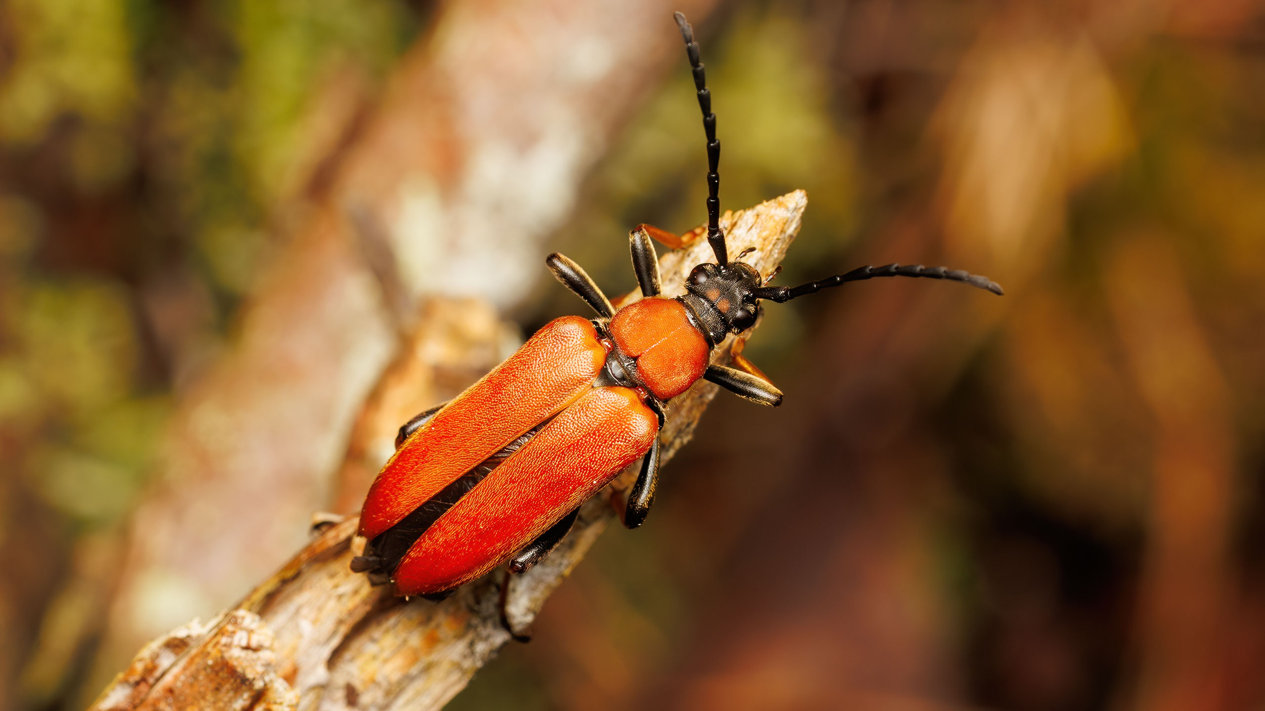Cerambycidae Stictoleptura rubra