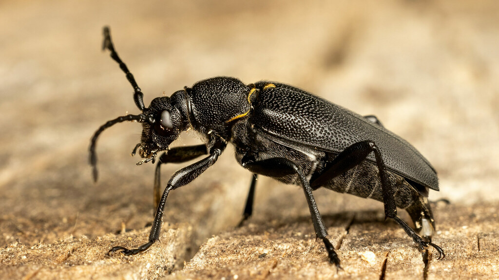 Cerambycidae Stictoleptura scutellata