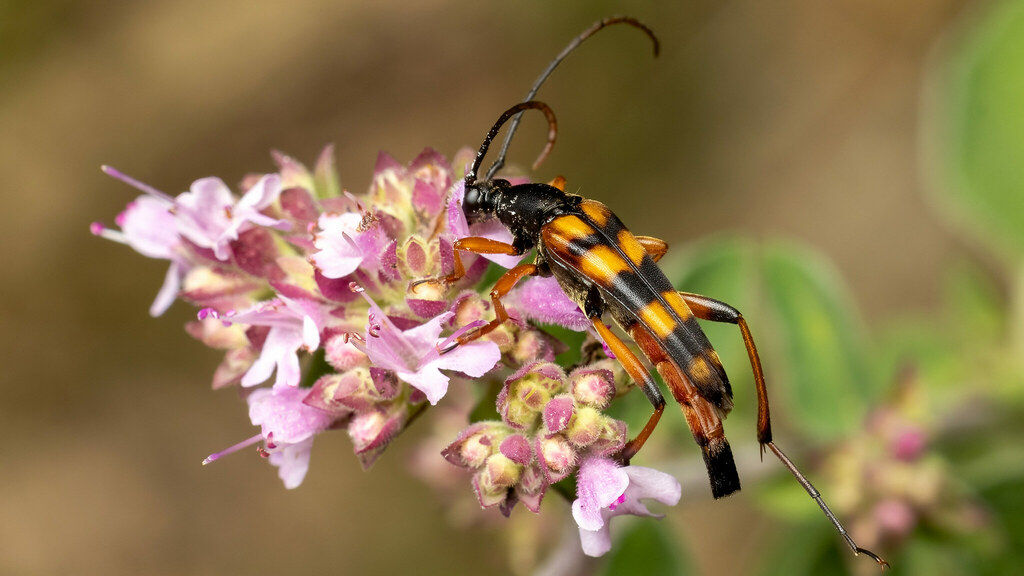 Cerambycidae Strangalia attenuata