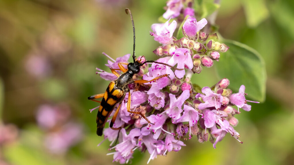 Cerambycidae Strangalia attenuata