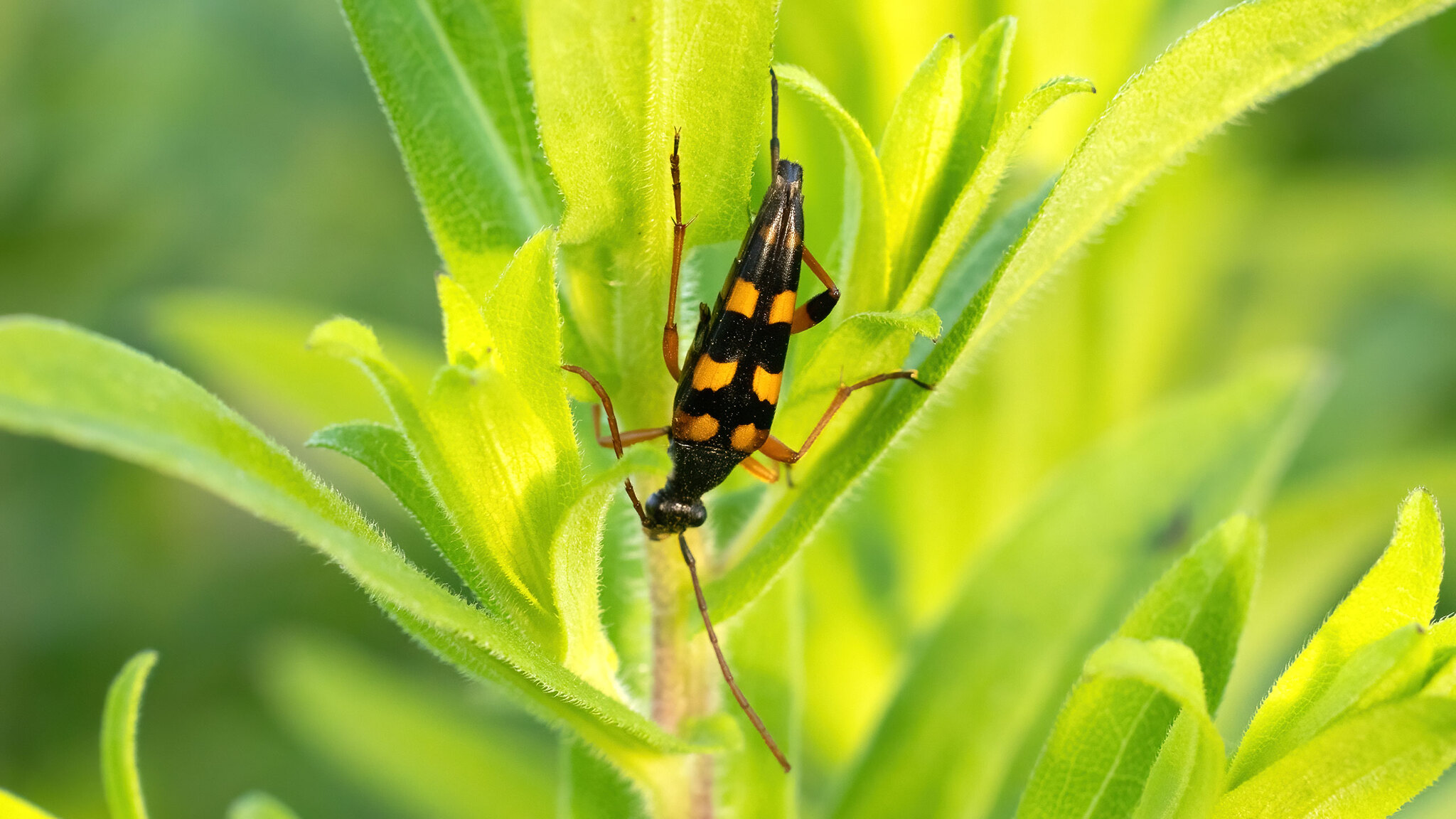 Cerambycidae Strangalia attenuata