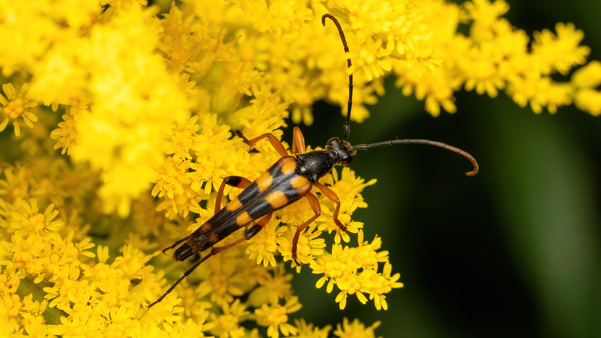 Cerambycidae Strangalia attenuata