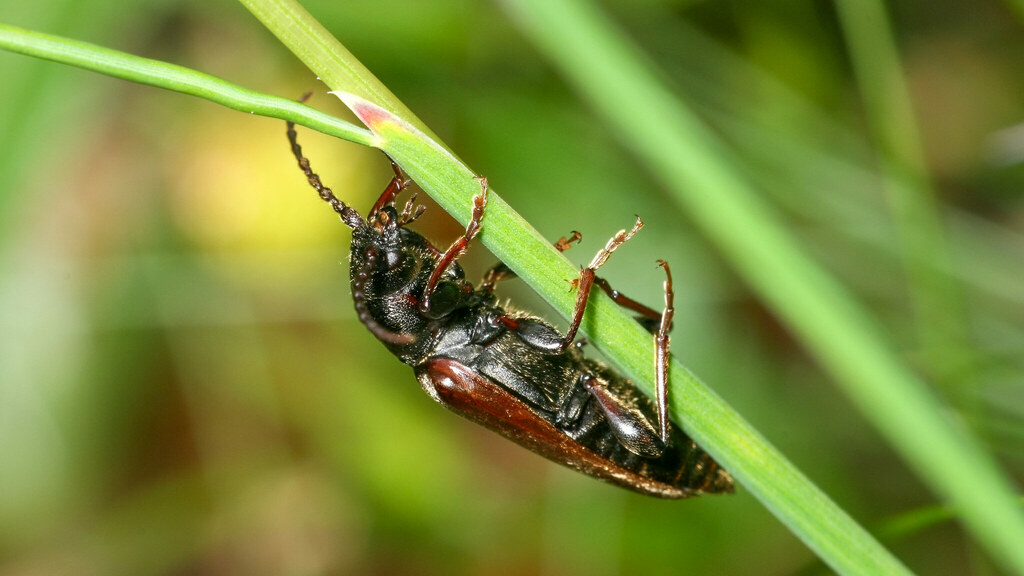 Cerambycidae Tetropium castaneum