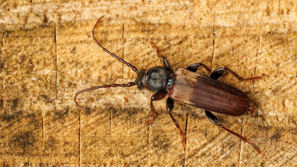 Cerambycidae Tetropium fuscum
