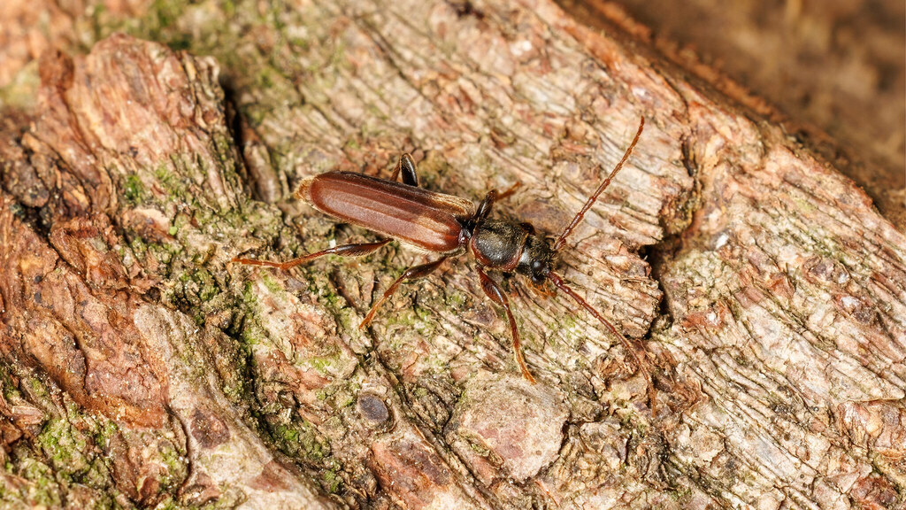 Cerambycidae Tetropium fuscum