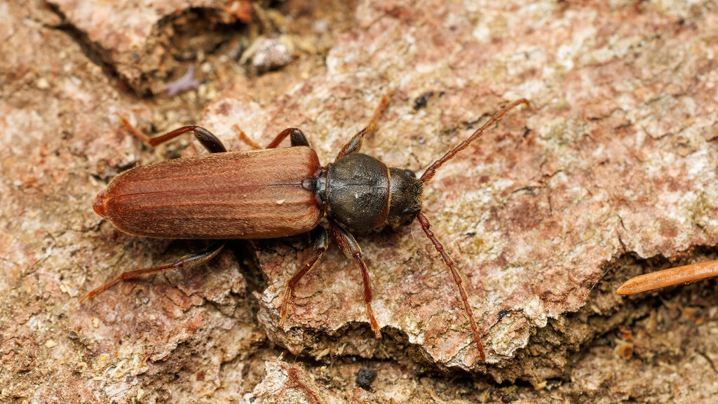Cerambycidae Tetropium fuscum