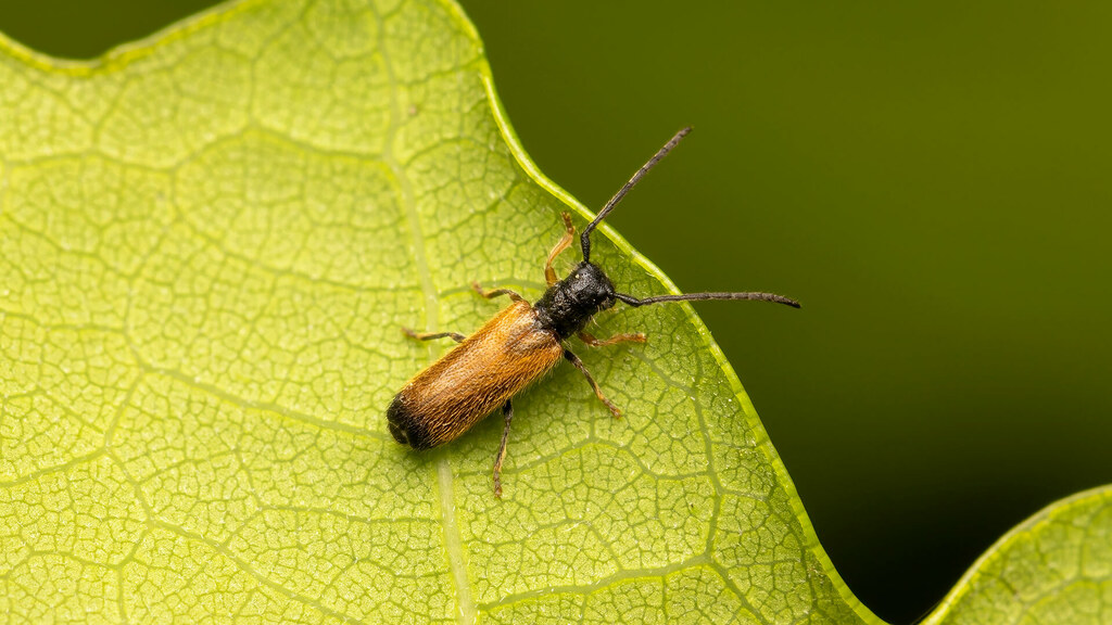 Cerambycidae Tetrops praeustus