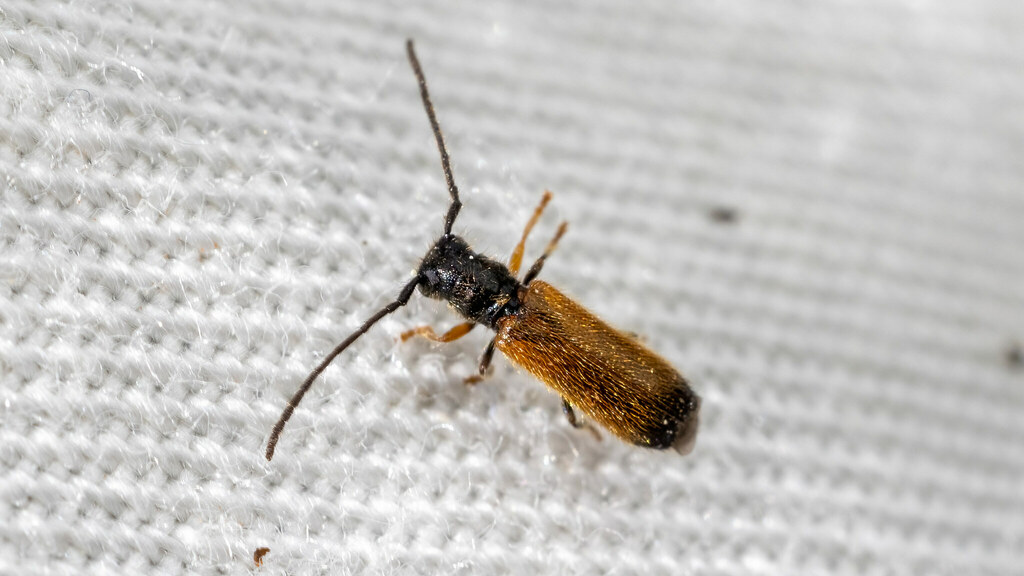 Cerambycidae Tetrops praeustus