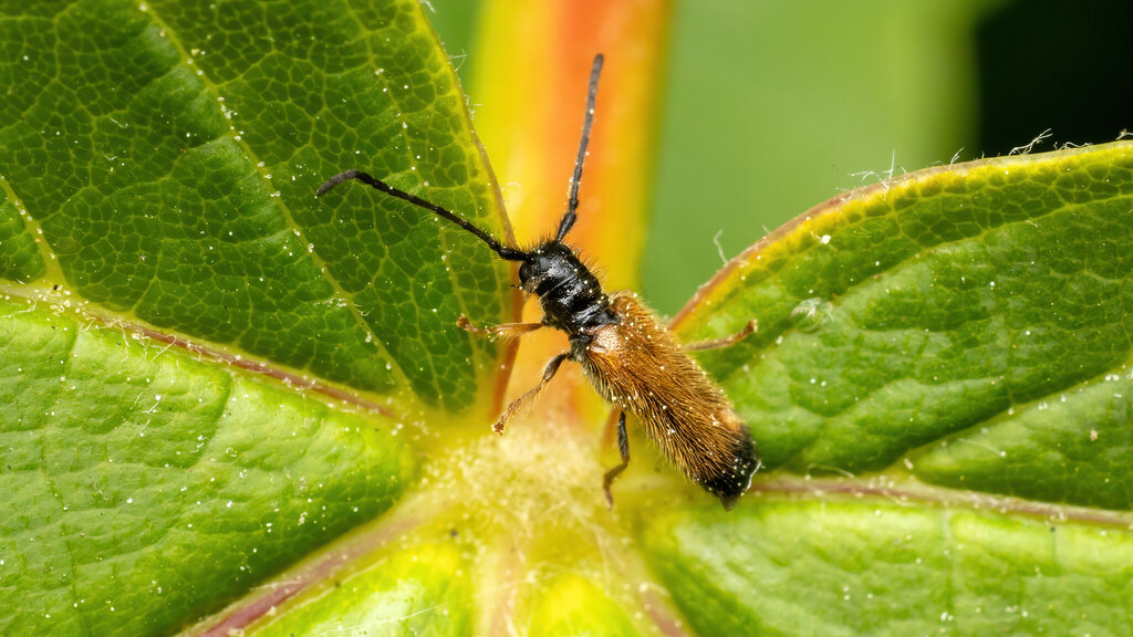 Cerambycidae Tetrops praeustus
