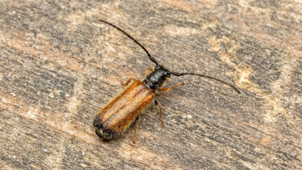 Cerambycidae Tetrops praeustus