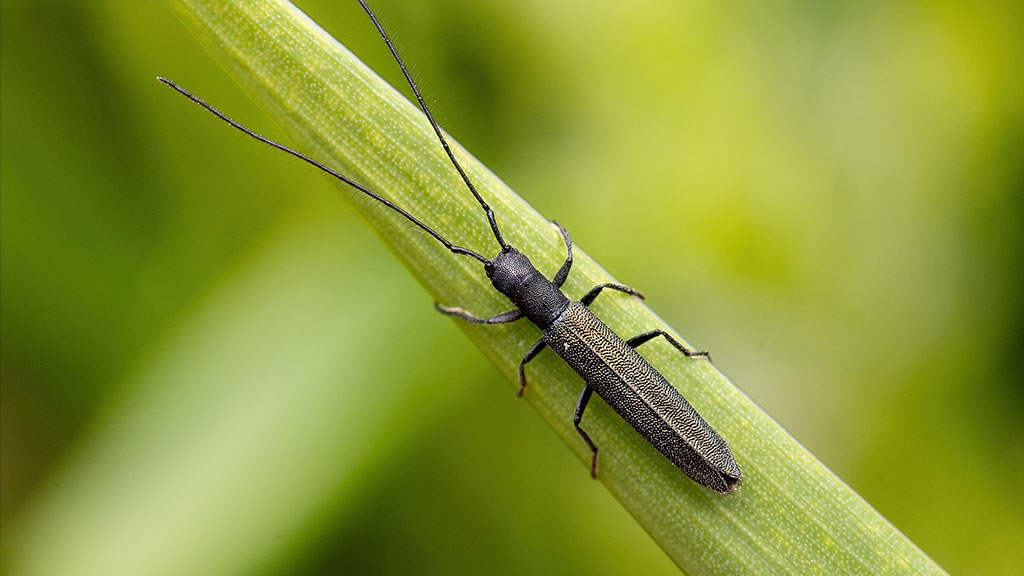 Cerambycidae Theophilea subcylindricollis