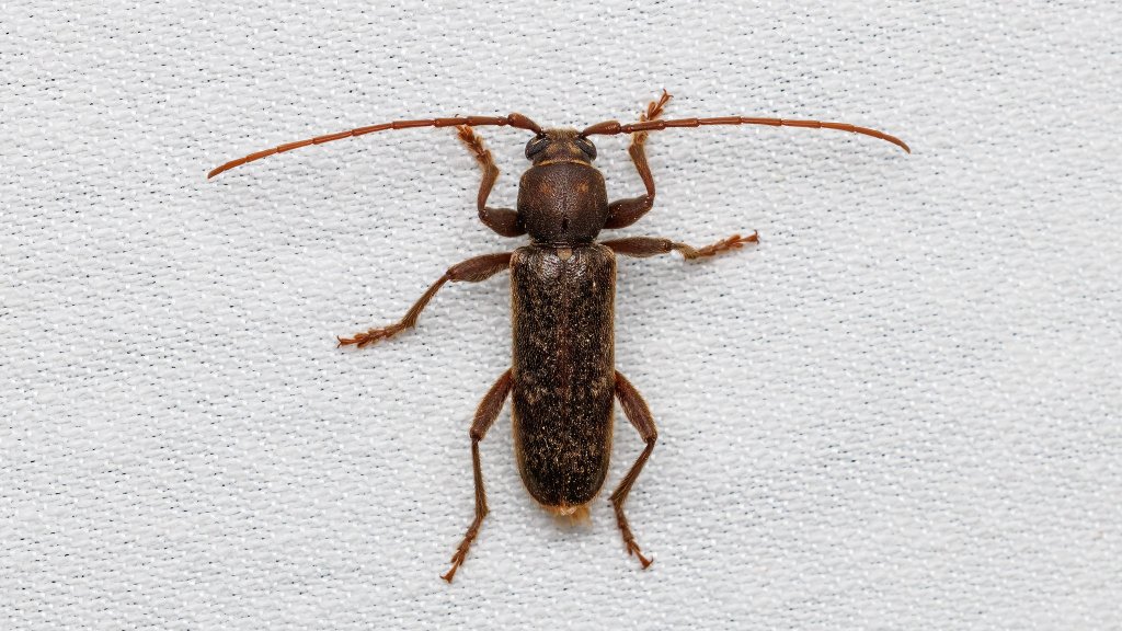 Trichoferus campestris