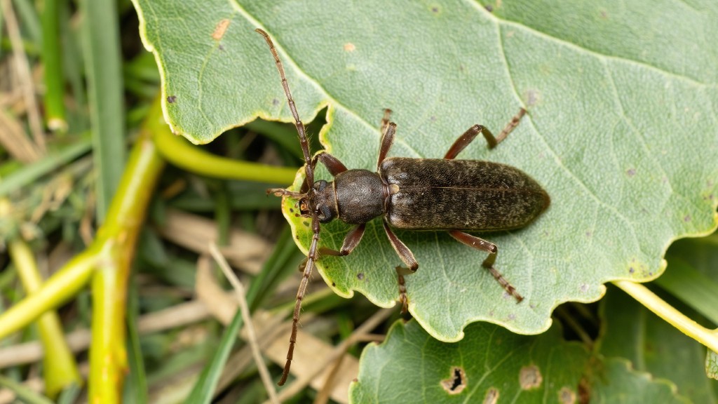 Trichoferus campestris