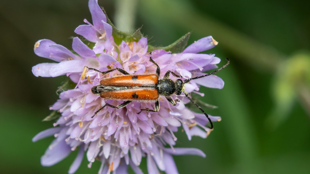 Cerambycidae Vadonia unipunctata