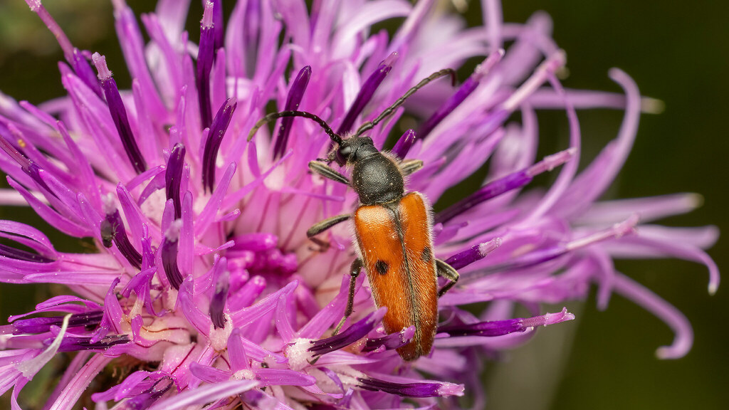 Cerambycidae Vadonia unipunctata