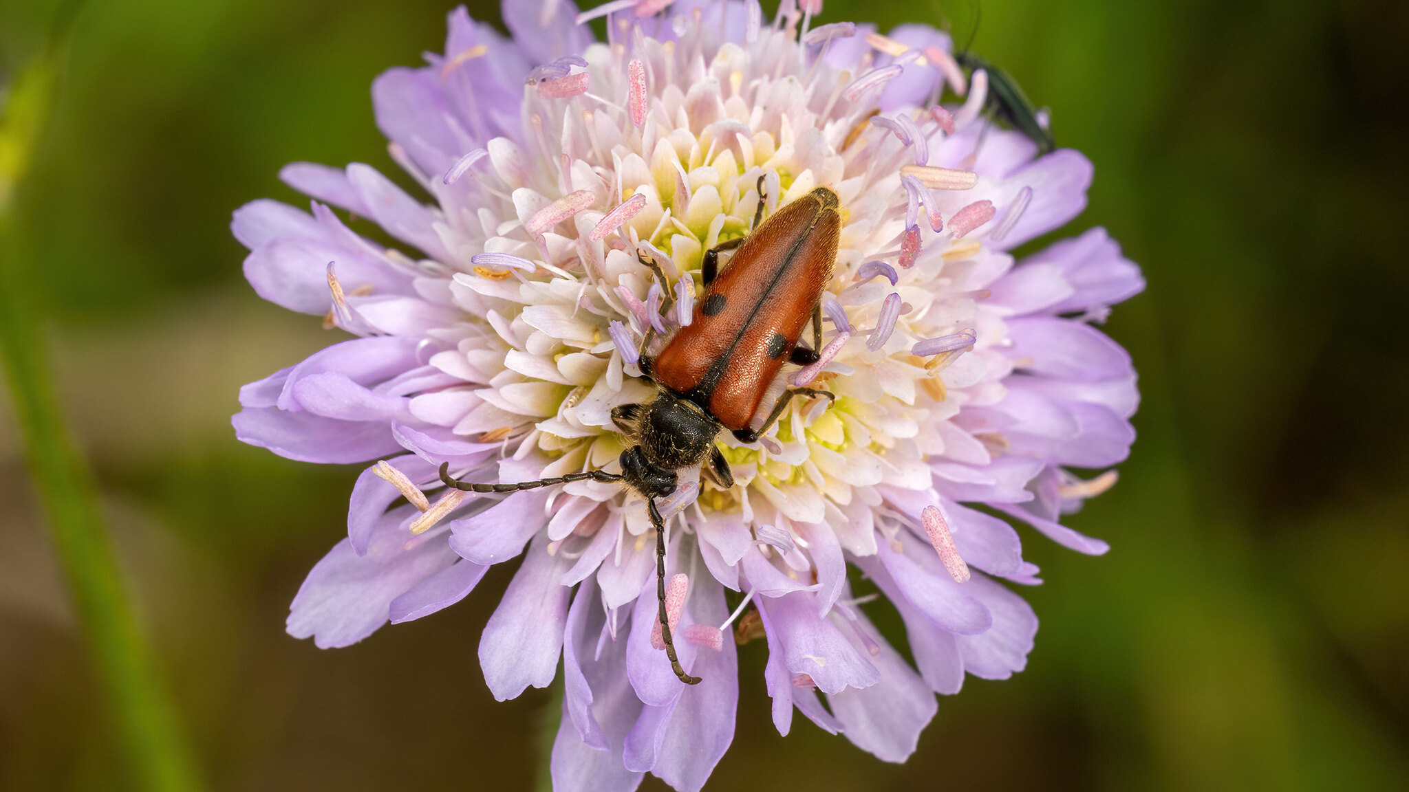 Cerambycidae Vadonia unipunctata