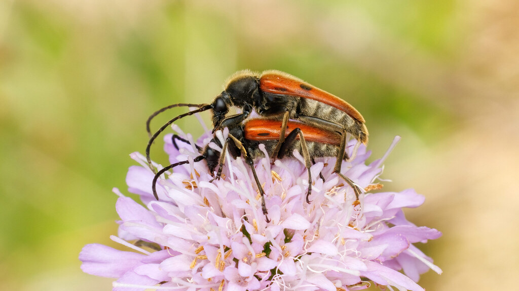 Cerambycidae Vadonia unipunctata