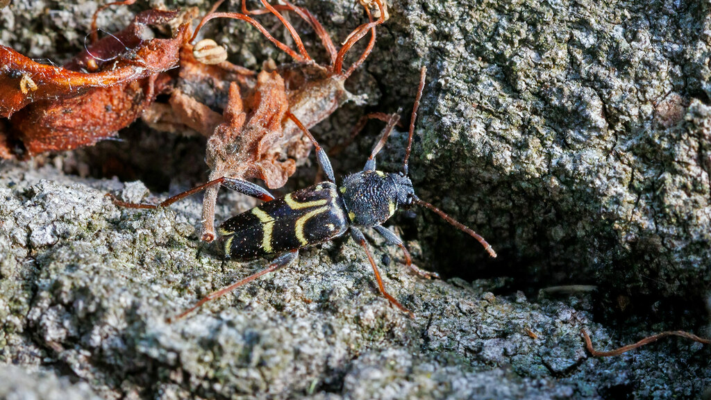 Cerambycidae Xylotrechus antilope