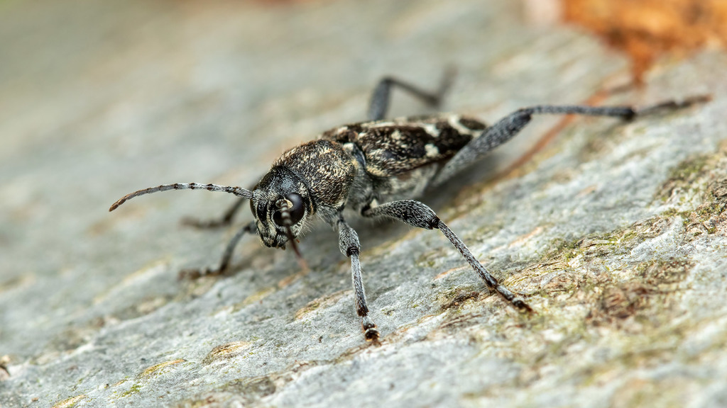 Cerambycidae Xylotrechus rusticus