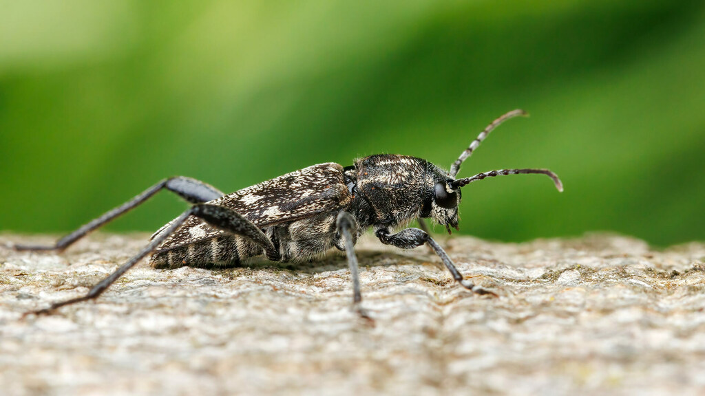 Cerambycidae Xylotrechus rusticus