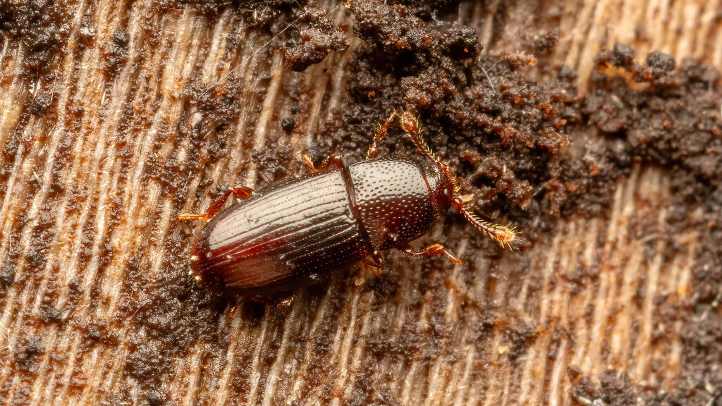 Cerylonidae Cerylon ferrugineum