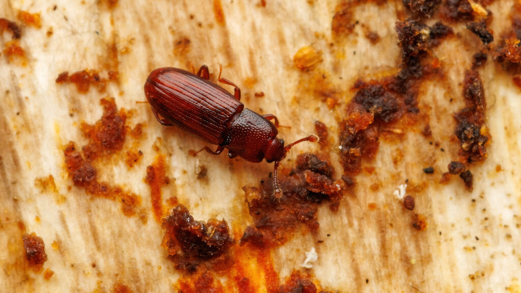 Cerylonidae Cerylon ferrugineum