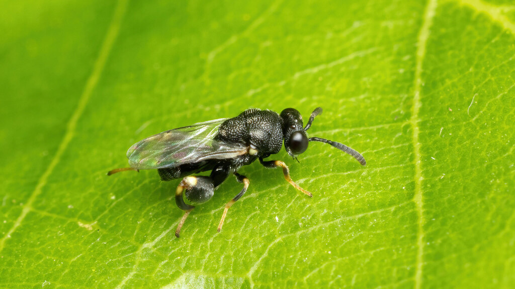 Chalcididae Brachymeria