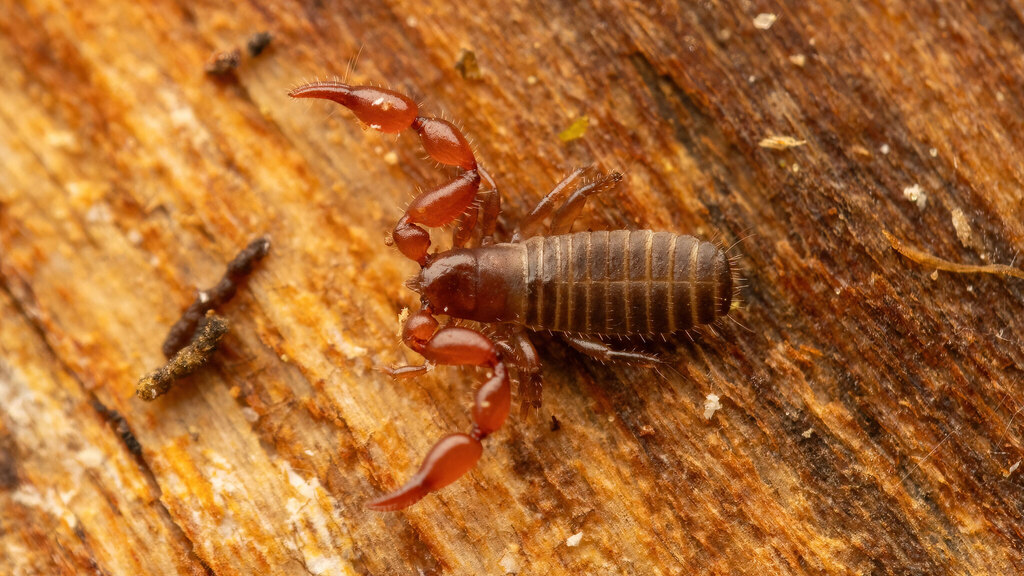Chernetidae Lamprochernes