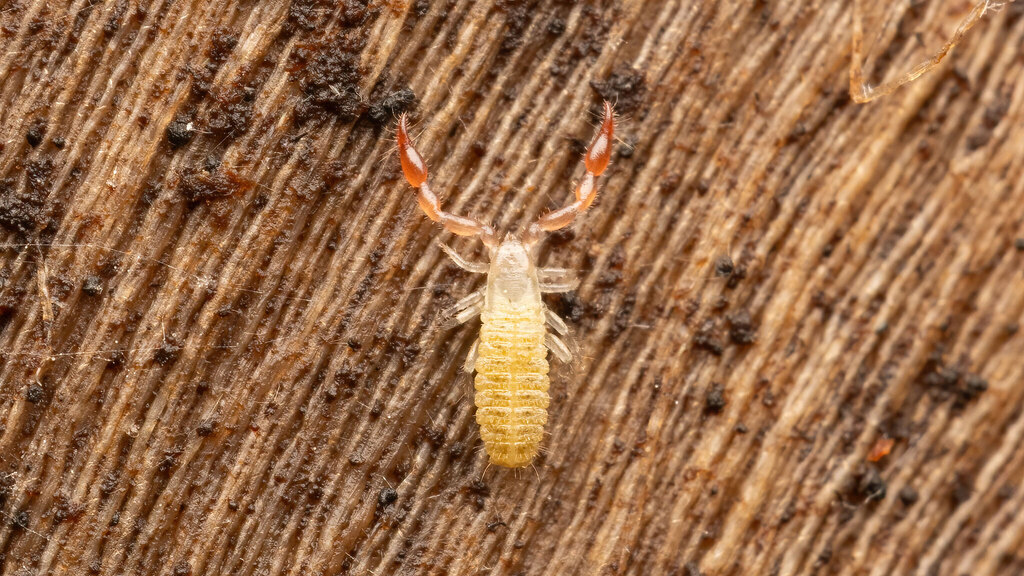 Chernetidae Lamprochernes