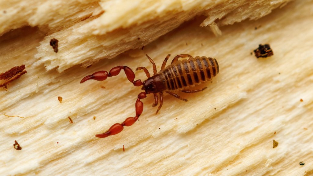 Lamprochernes sp.
