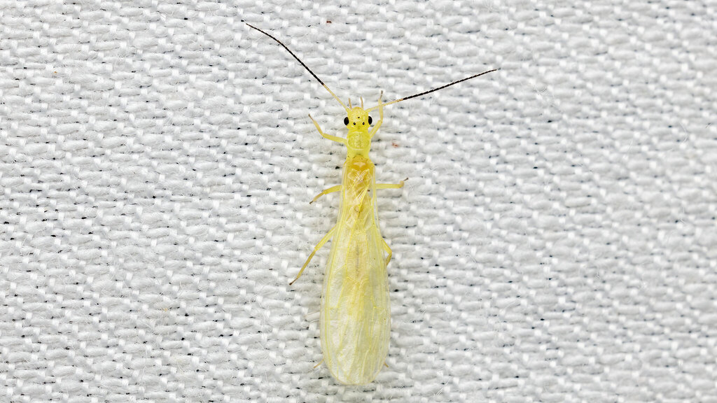 Chloroperlidae Xanthoperla apicalis