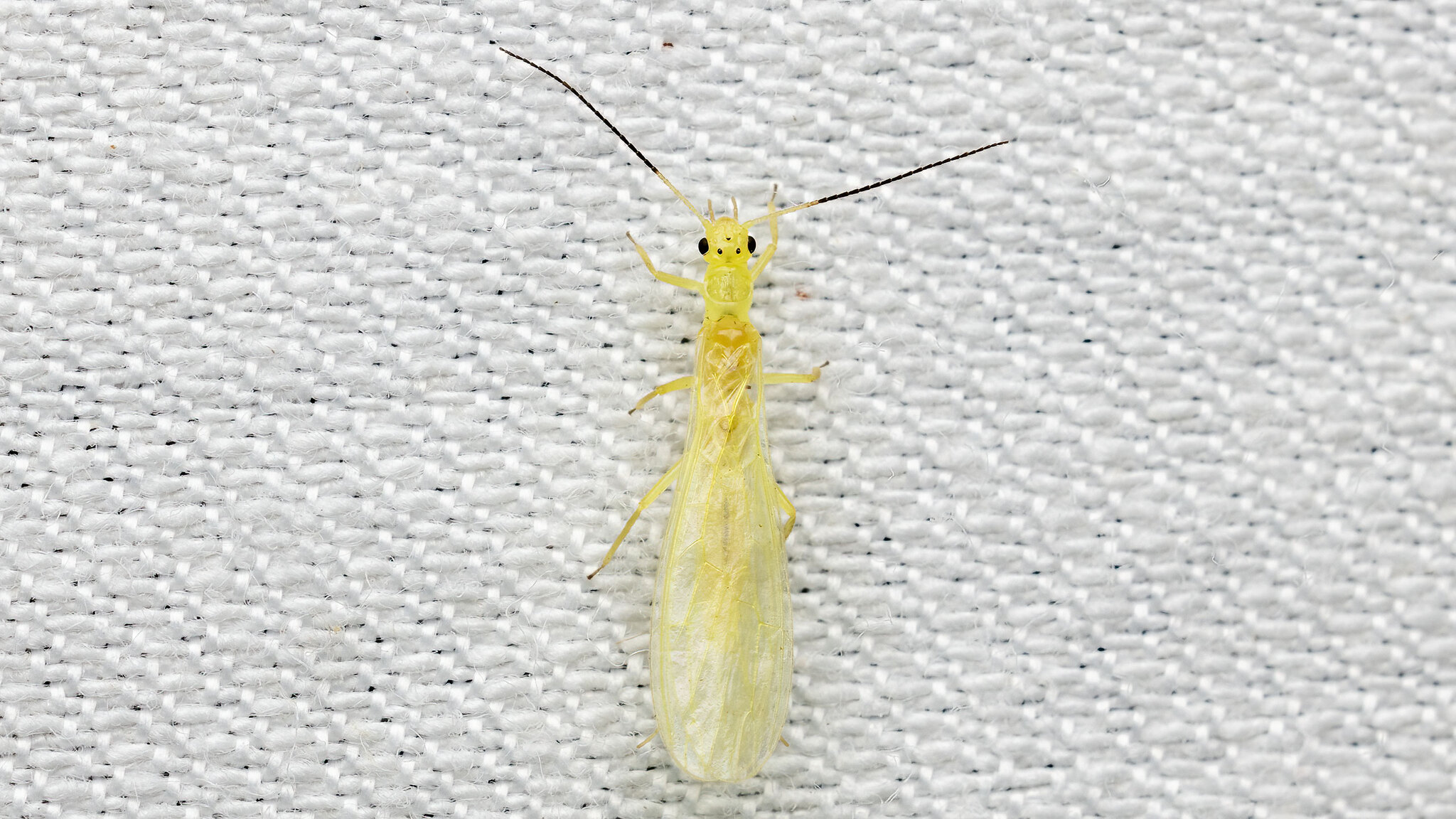 Chloroperlidae Xanthoperla apicalis