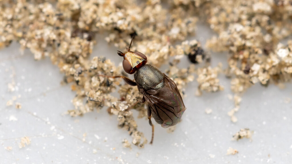 Chloropidae Camarota curvipennis