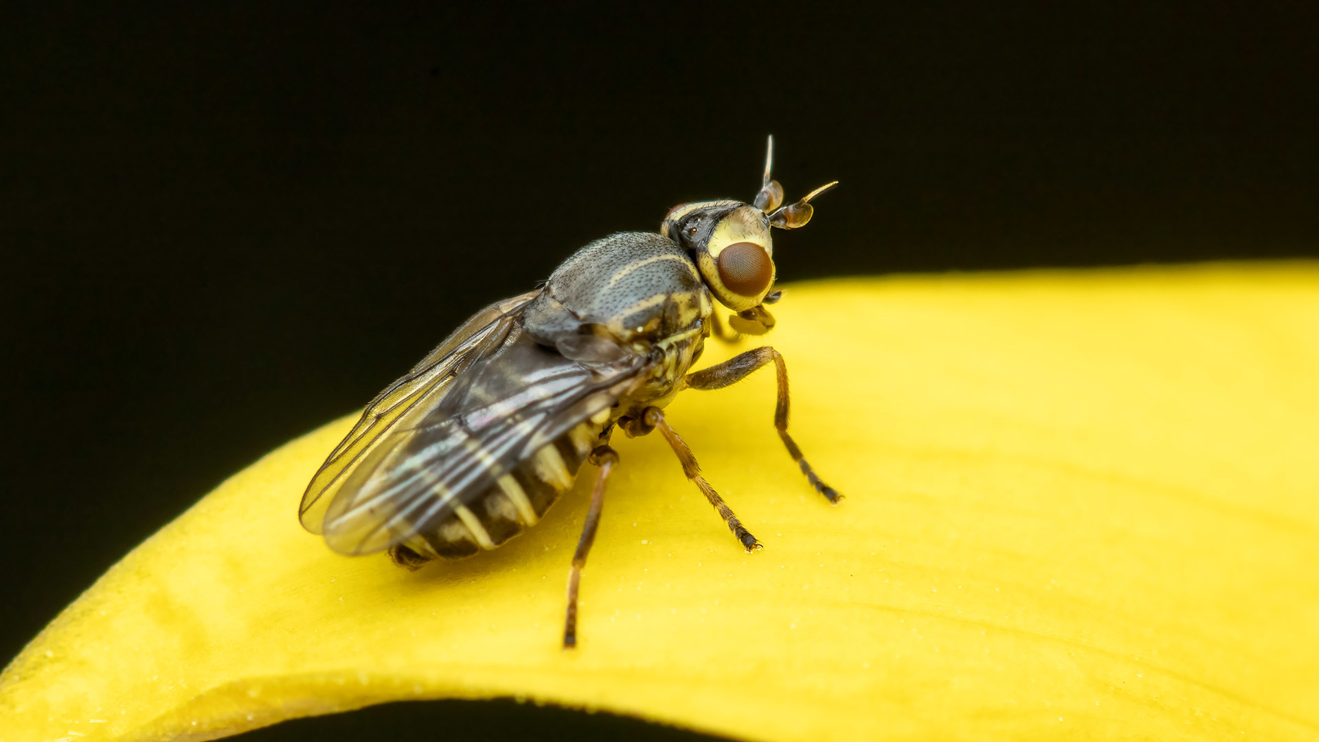 Chloropidae Chlorops strigulus