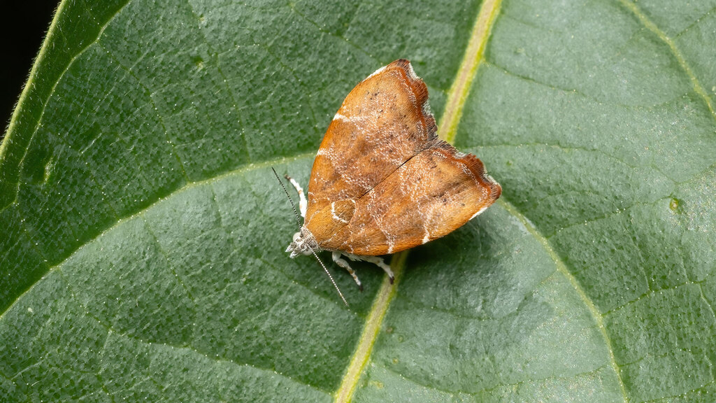 Choreutidae Choreutis nemorana