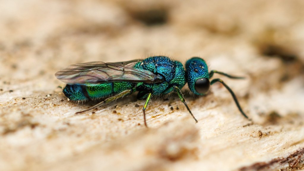Trichrysis sp.